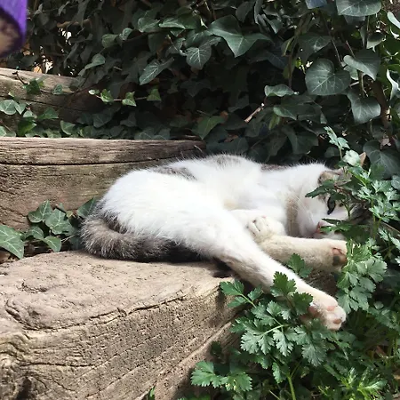 El Retiro De Isabel *