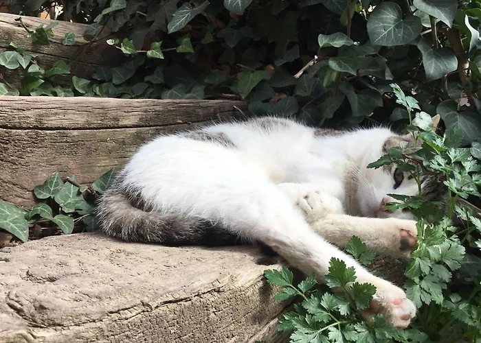 El Retiro De Isabel *